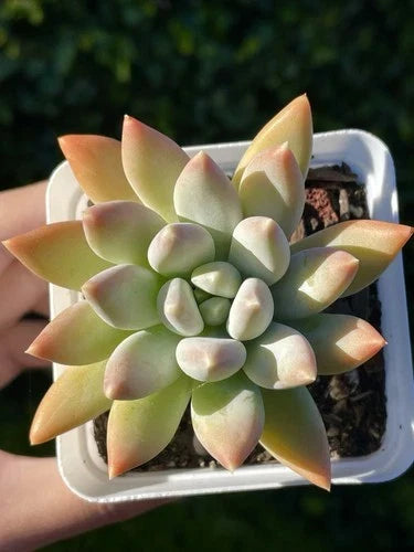 Rare Succulent Plant 2.75-Inch Pachyphytum Moon Silver Live Plant - Powdery Pastel Foliage, Rooted, Bare Root, Pachyphytum oviferum