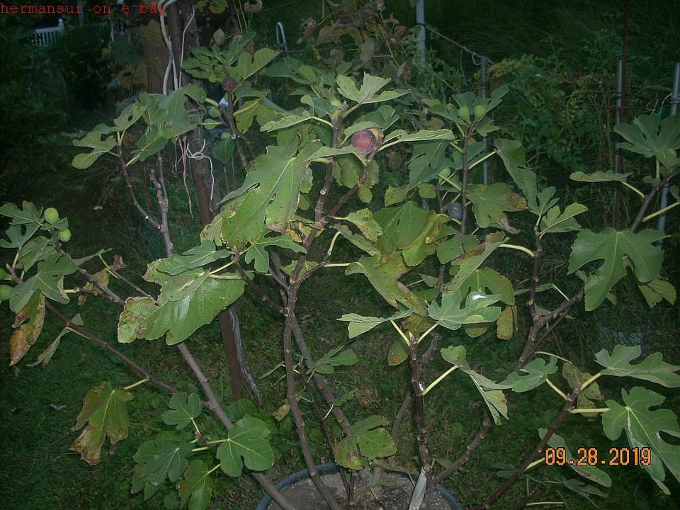 Fig Tree Cuttings Col de Dame Noire – 6 Live Ficus Carica Propagation Cuttings for Home Garden or Container Planting