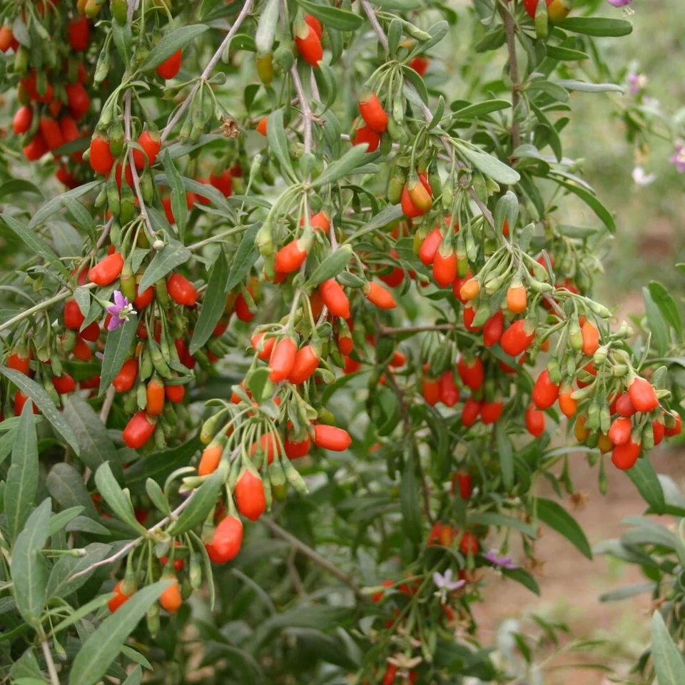 Goji Berry Live Plant – Rooted Cutting in Pot, Edible Fruit Bush, Lycium barbarum/Chinense, Hardy Shrub for Gardens & Landscaping