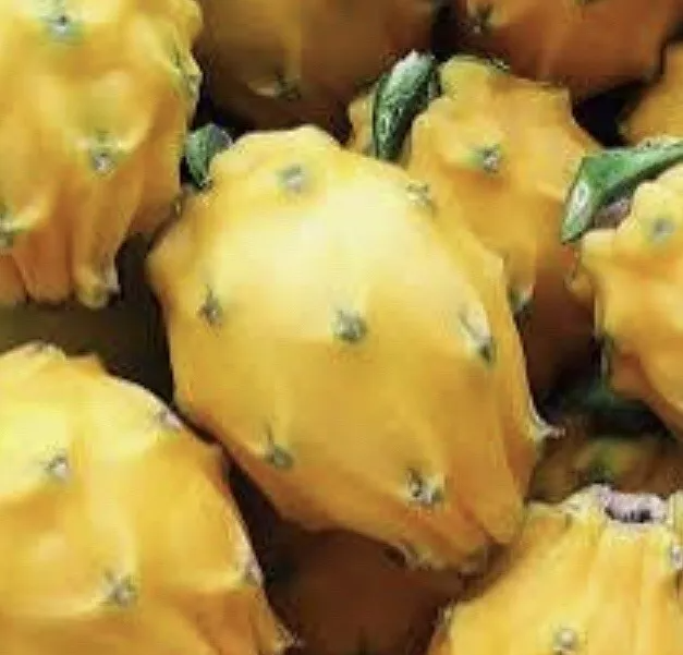 Yellow Dragon Fruit Cutting – 8–12 Inch Palora Hylocereus Megalanthus Live Plant for Fruit-Growing & Garden Cultivation