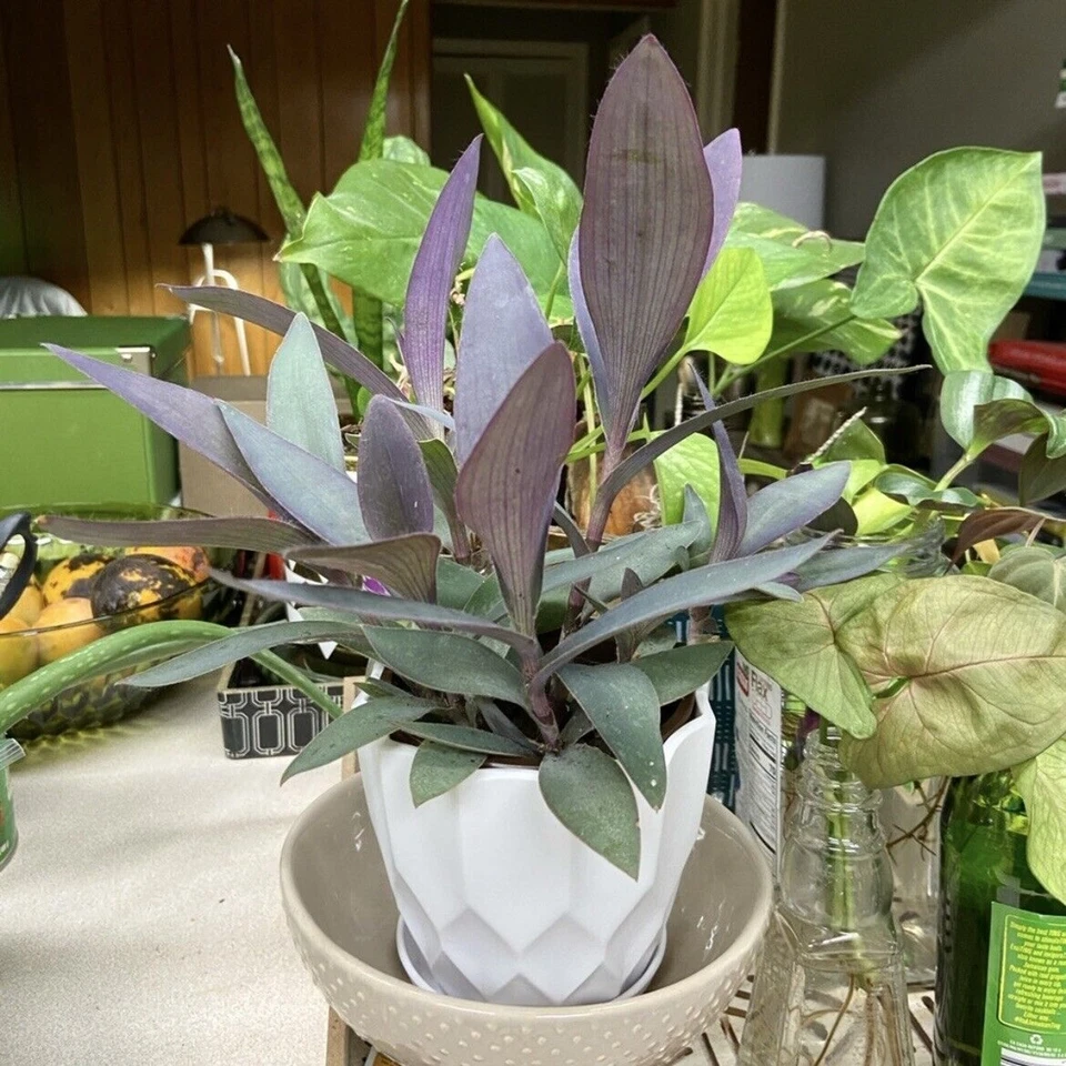 Purple Heart Tradescantia Pallida Cuttings – 3 Unrooted Stems for Indoor Outdoor Propagation, Vibrant Purple Foliage