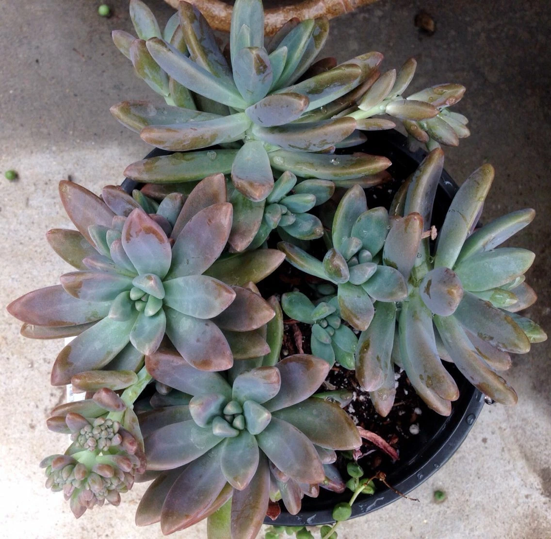 Unrooted Succulent Cuttings – Pachyveria Blue Pearl, 2.5" Rosettes, Blue-Green Hybrid Echeveria Pachyveria