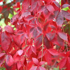 Virginia Creeper Cuttings – 10 Unrooted Parthenocissus quinquefolia Vines, 6–8" Climbing Vine for Walls & Fences
