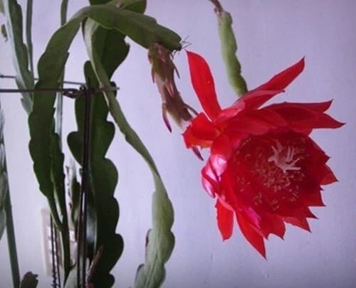 Orchid Cactus Cuttings – Big Red Flower Variety, 2 Unrooted Epiphyllum Stem Cuttings, Indoor/Outdoor Planting