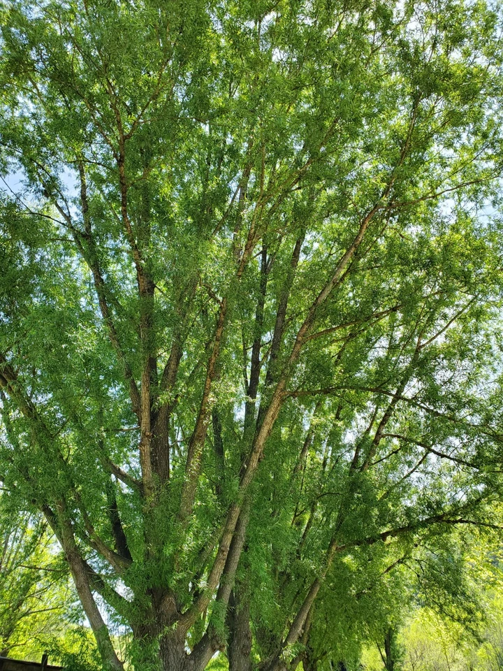 Austree Hybrid Willow Cuttings – 25 Large 18" Unrooted Live Privacy Fence Plants Salix matsudana × Salix alba