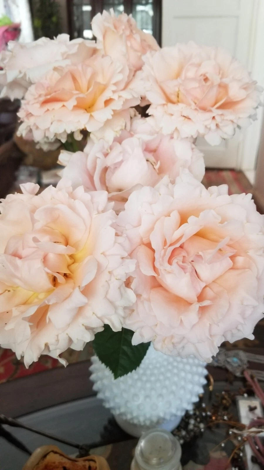 Polka Climbing Rose Cuttings – 3 Fresh Apricot Rose Clippings for Garden Trellises & Vines – Rosa (Climbing Polka)