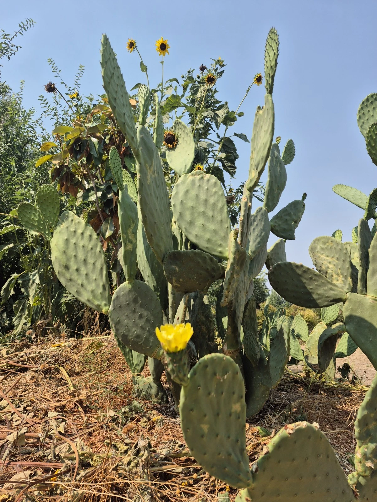 Prickly Pear Cactus Pads – 6–10" Live Opuntia ficus-indica Cuttings for Planting & Propagation, Drought-Tolerant Desert Plant
