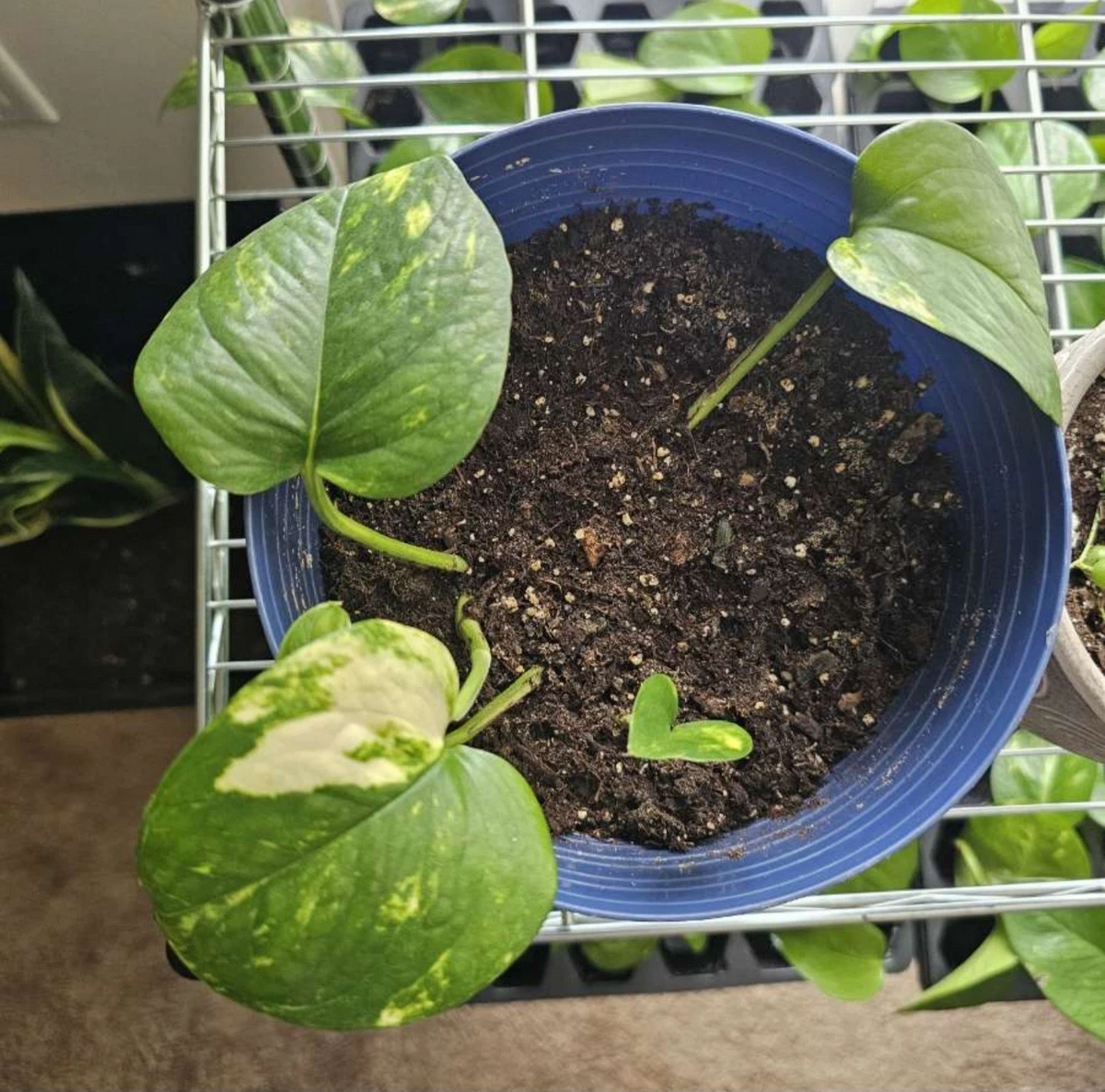 Golden Pothos Cuttings – 3 Unrooted Clippings for Propagation, Indoor Houseplant Starter, Epipremnum aureum