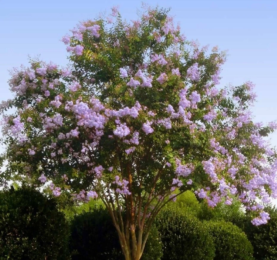 Purple Crepe Myrtle Cuttings 8pcs | Lilac-Purple Blooms | Easy Rooting Live Shrub Starter | Lagerstroemia indica