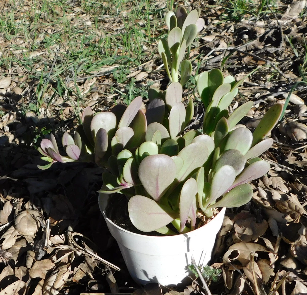 Senecio jacobsenii Purple Trailing Jade Succulent Cutting for Hanging Pots, Drought Tolerant, Vibrant Purple Foliage Plant