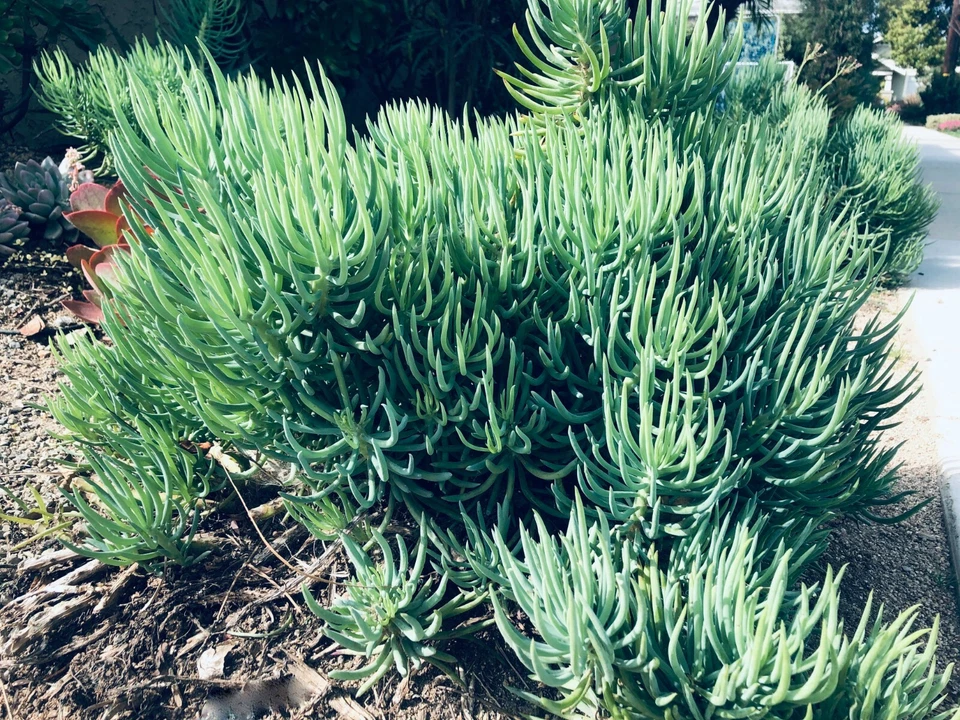 Senecio Vitalis Blue Chalk Fingers Succulent Cuttings – 9 Live 6" Blue Serpents Drought-Tolerant Succulent Sticks for Landscaping & Pots