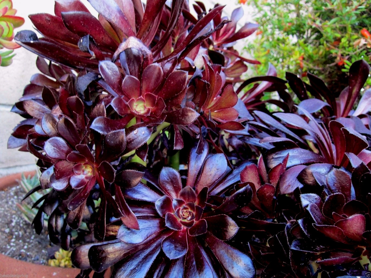 Black Rose Aeonium Succulent Cuttings – 2 Unrooted Rosettes, Dark Purple to Near Black Foliage, Aeonium arboreum ‘Zwartkop’