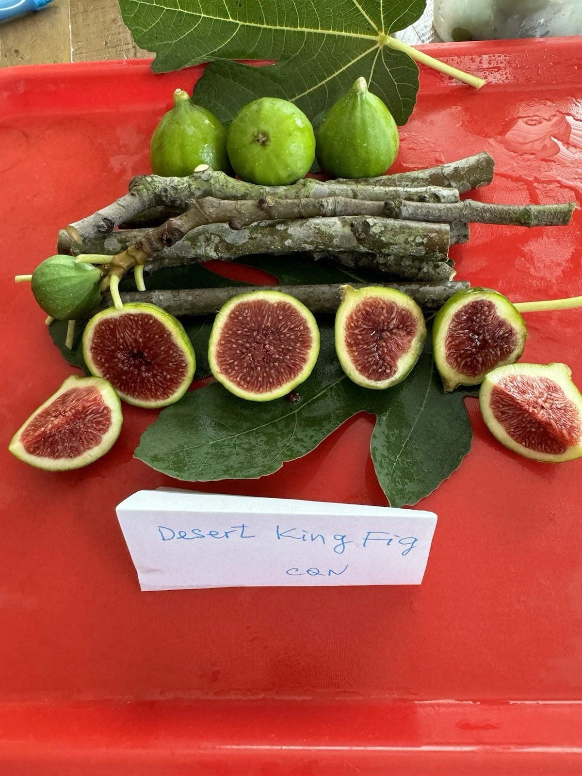 Desert King Fig Cuttings 3pcs | Live Ficus carica Propagation Wood for Planting | Easy Rooting Fruit Tree