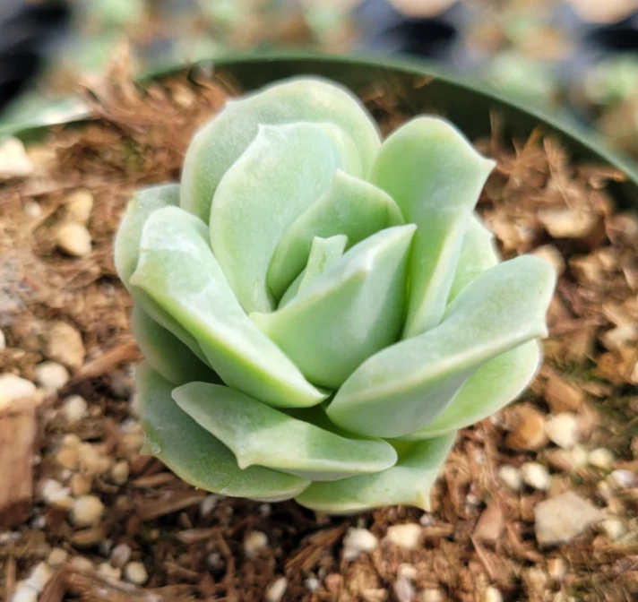 Graptoveria ‘Lovely Rose’ Succulent Live Plant – 2-Inch Potted Rosette for Indoor & Outdoor Garden Decor