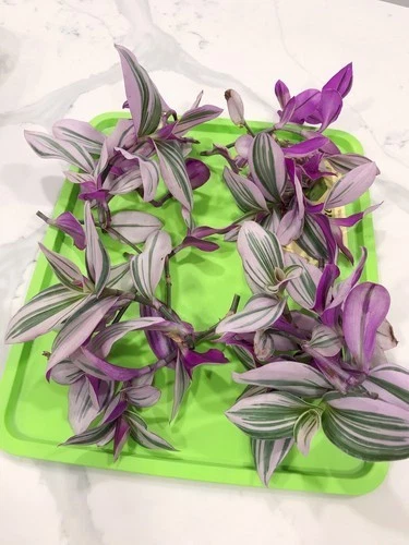 Tradescantia Nanouk Live Cuttings – Pink, Purple, Green Foliage, 4-6 Inch Indoor Plant Propagation Material