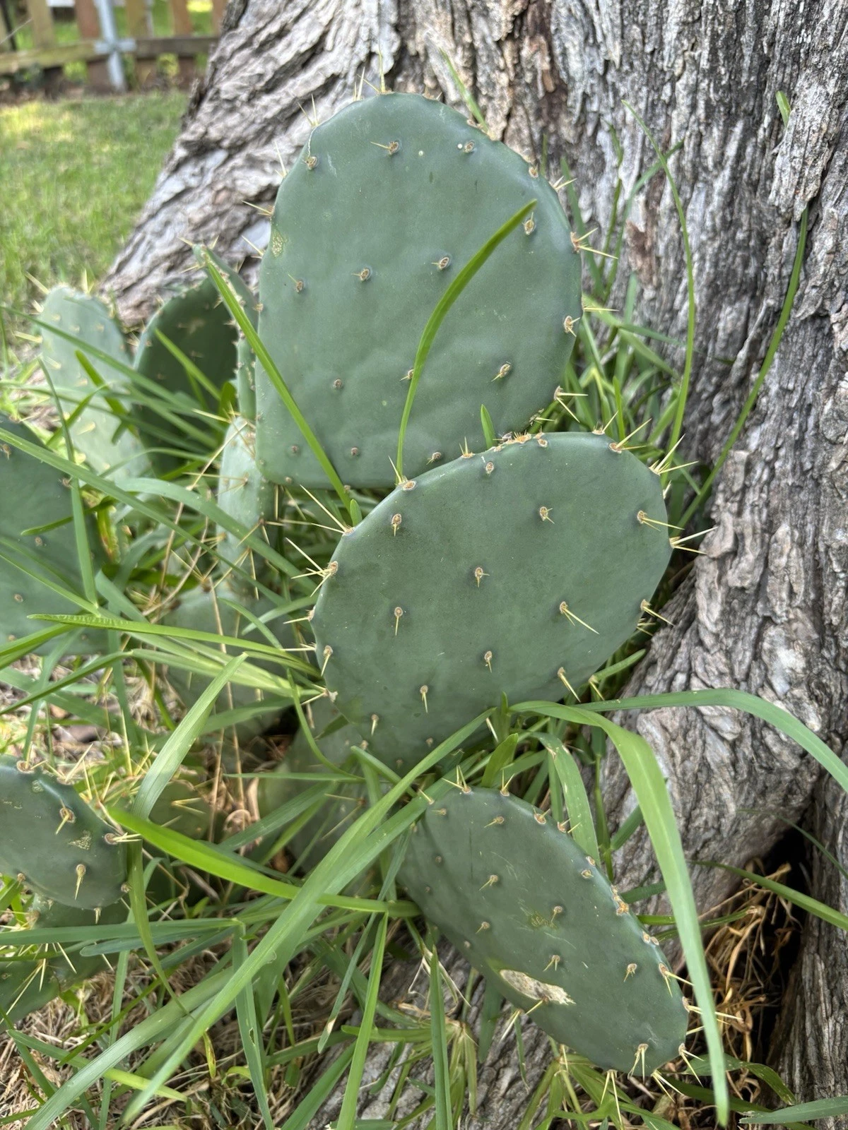 Opuntia Engelmannii Prickly Pear Cactus Cutting – Live Plant with 3 Pads, Drought Tolerant, Full Sun, Well-Draining Soil, Perennial, Green & Red Fruit