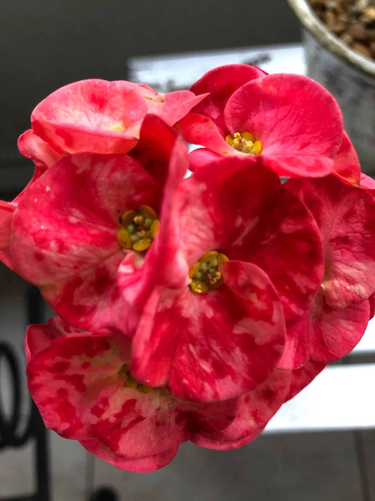 Rooted Crown of Thorns Cutting – Cherries Jubilee Euphorbia Milii Live Flowering Succulent Plant