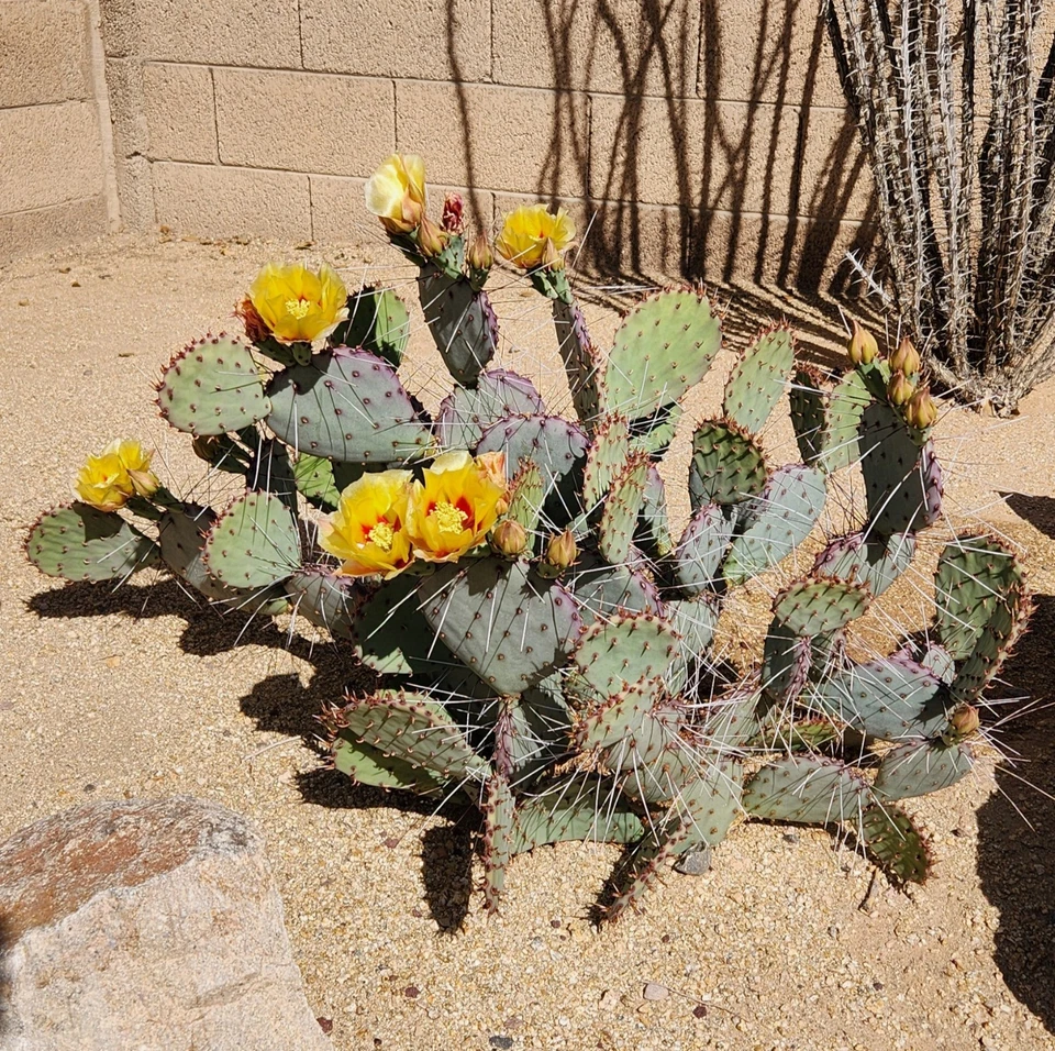 Opuntia macrocentra Black Spine Prickly Pear Cactus Pad Cutting – Drought Tolerant, Purple-Tint Desert Cactus, Live Succulent for Xeriscape Gardens