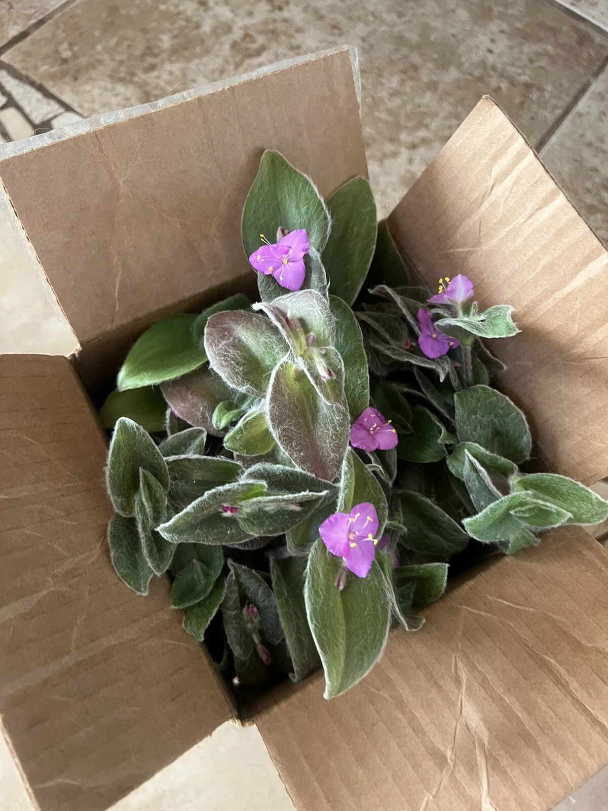 Cobweb Spiderwort Cuttings – 5 Unrooted Tradescantia sillamontana Silver Foliage Plant for Propagation
