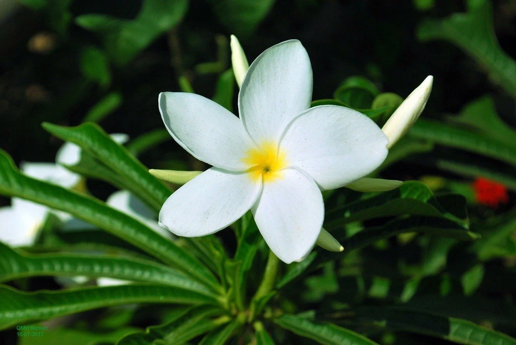 Rooted Plumeria Pudica Cutting – 15-20 Inch Tropical Evergreen Frangipani Tree, Live Plant, Garden or Container Plant