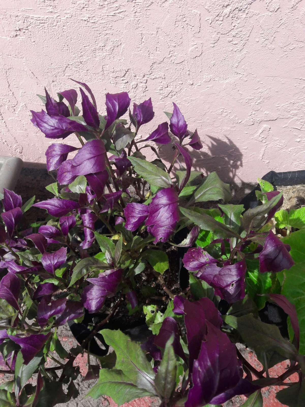 Okinawa Spinach Cuttings – Gynura bicolor Live Plant, 8 Unrooted 5-Inch Green & Purple Foliage