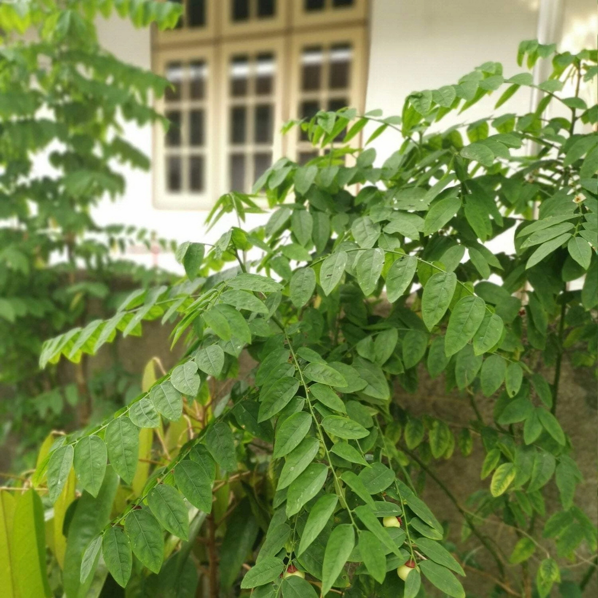 Live Katuk Plant – Sauropus androgynus Tropical Bushy Shrub for Outdoor Garden or Container Cultivation