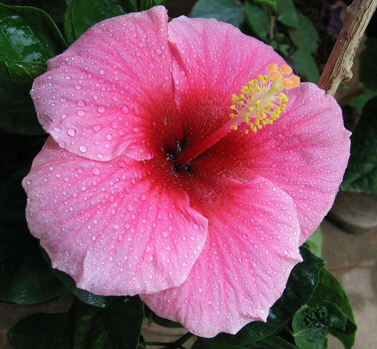 Hawaiian Pink Hibiscus Cutting – 2-4 Inch Unrooted Hibiscus rosa-sinensis for Propagation