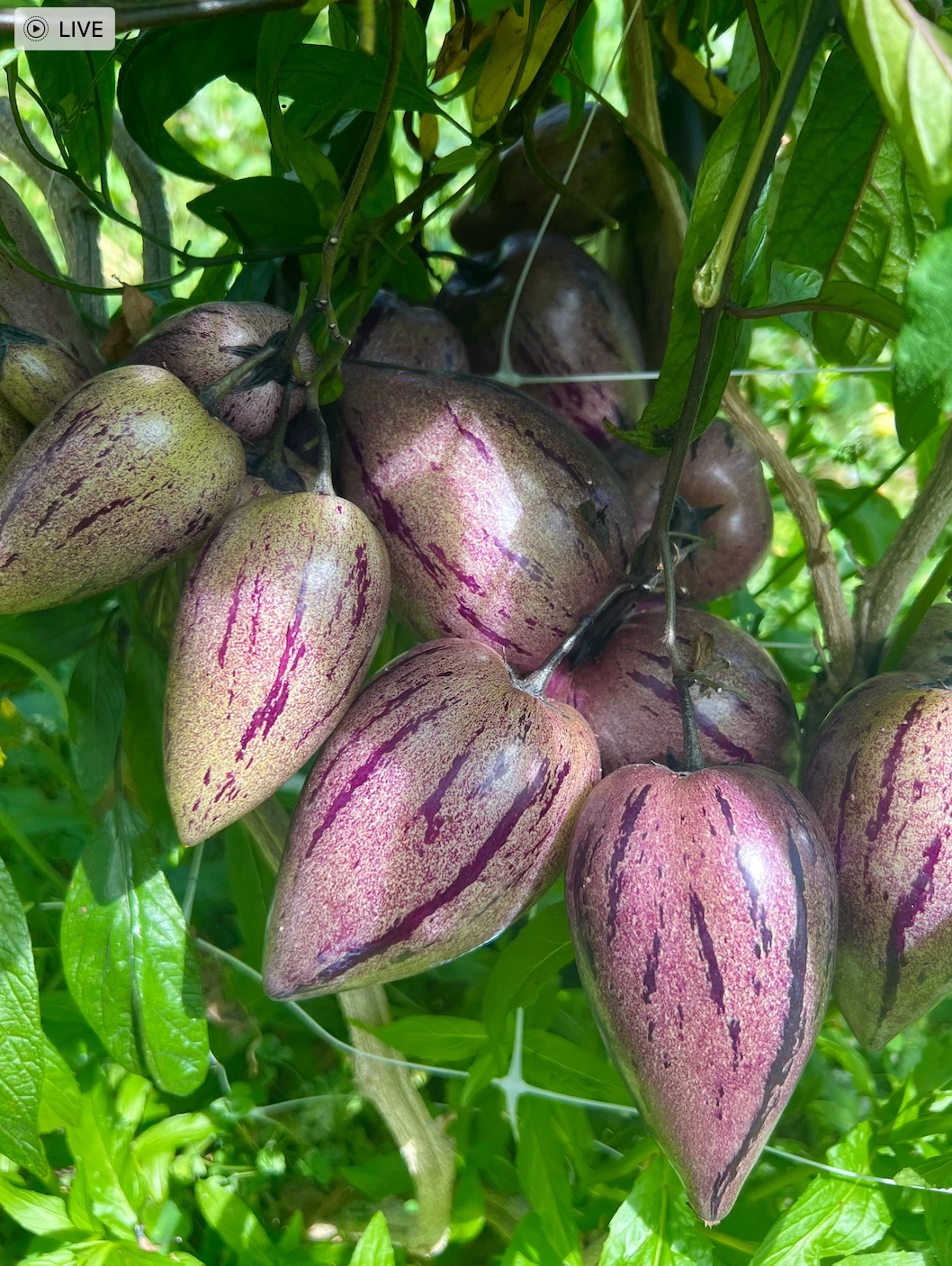 Purple Stripey Pepino Melon Cuttings – 6 Unrooted Solanum Muricatum Propagation Plant Material