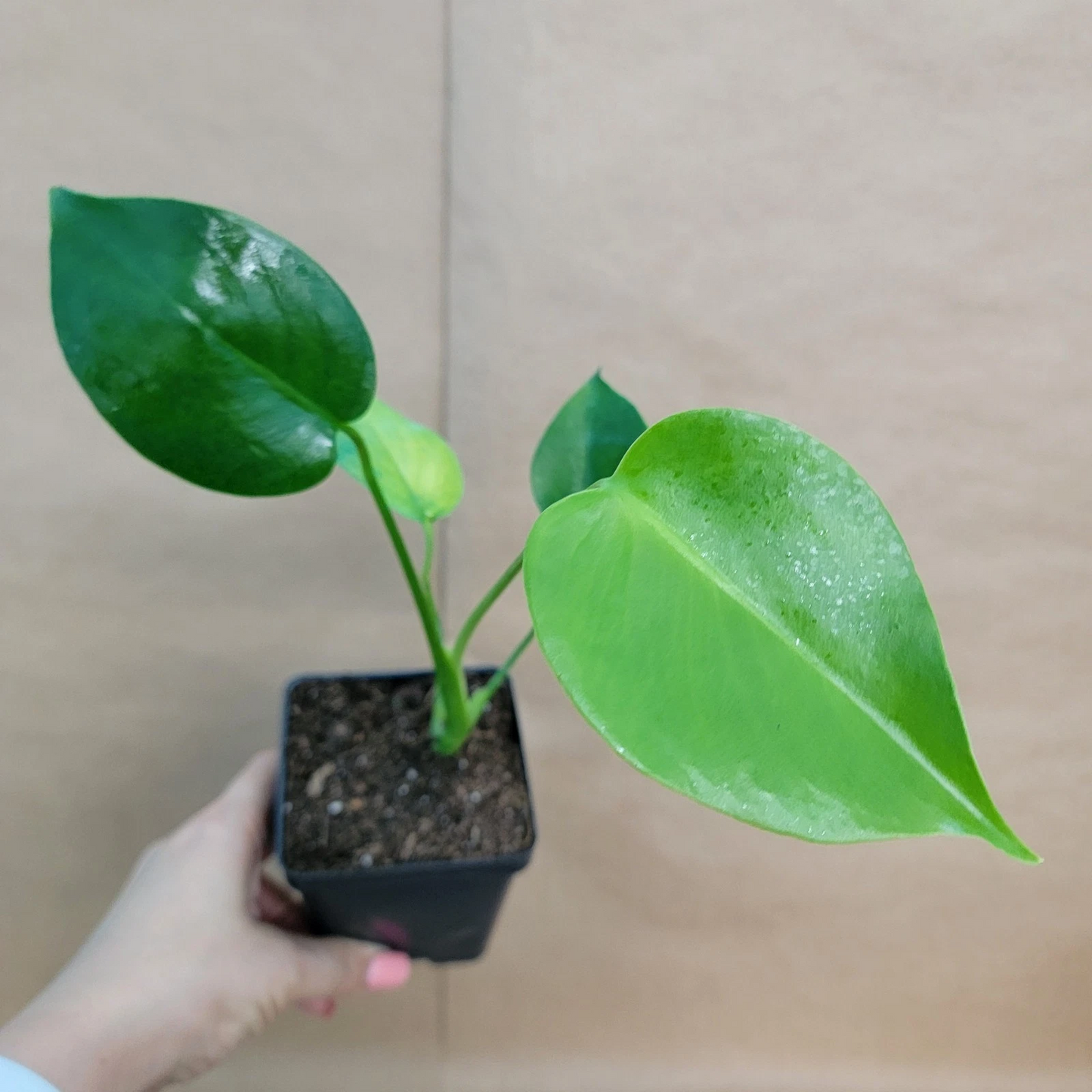 Monstera Deliciosa Live Houseplant – 4-Inch Potted Tropical Foliage Plant with Split Green Leaves