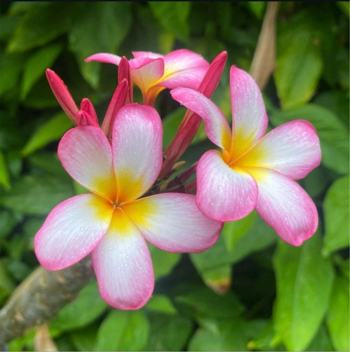 Pink Mist Plumeria Rooted Cutting – 12 Inch Tropical Frangipani Plant with 3 Tips, Live Plant Material, Garden, Container, Pink Flowers