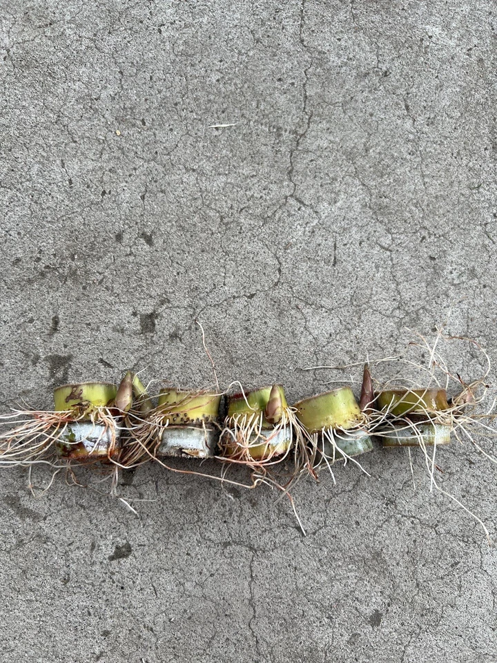 Rooted Sugarcane Cuttings – Live Saccharum officinarum Propagation Pieces for Garden or Container Planting