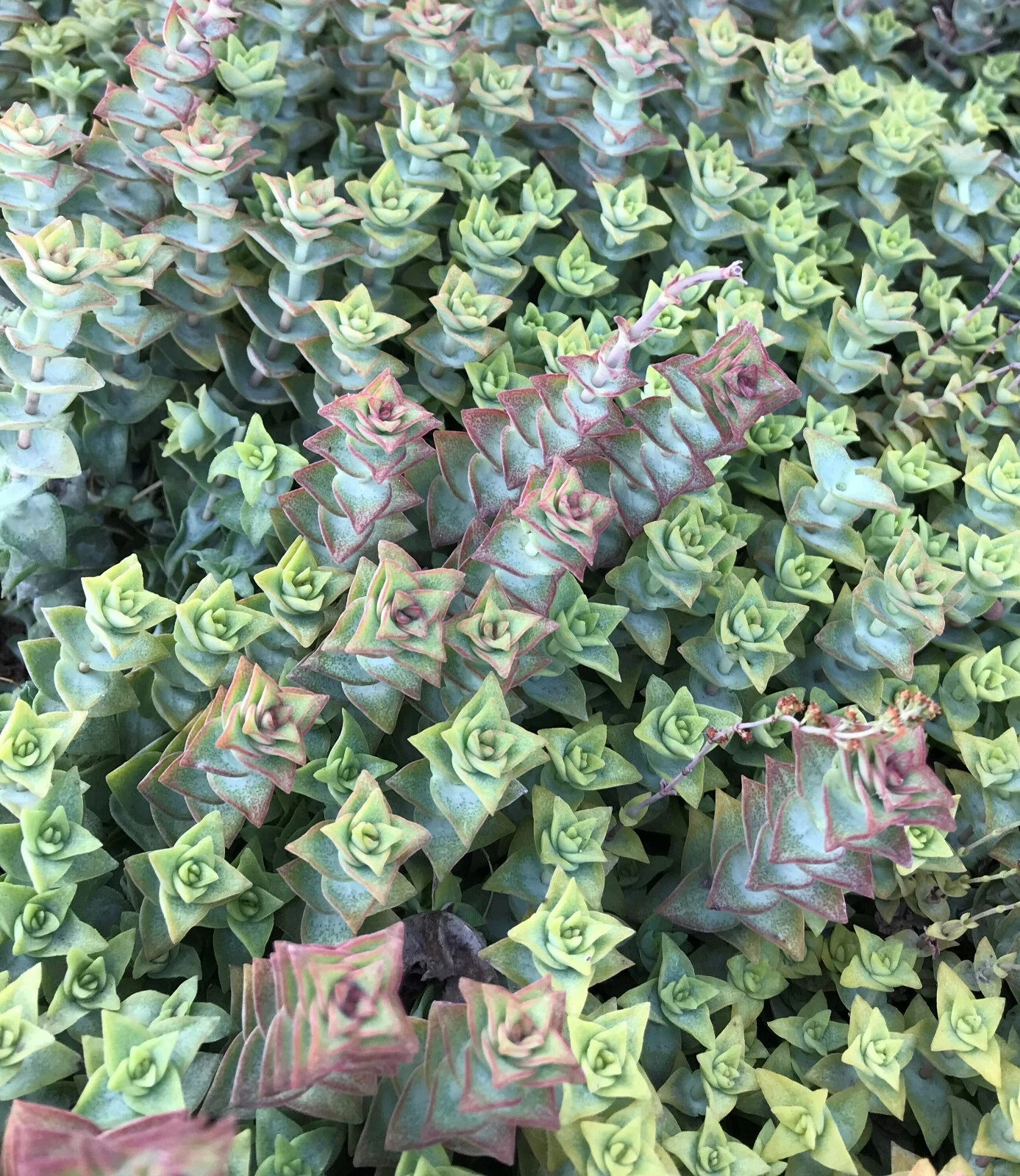 Crassula Perforata Variegata Cuttings – 15 Live Succulent Stems, String of Buttons, Variegated Foliage, Unrooted Propagation Plants