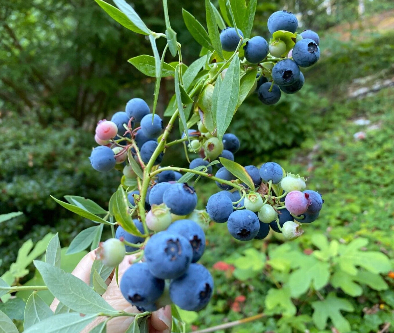 Evergreen Blueberry Plant Cuttings – 4 Unrooted Vaccinium spp. Fruit Shrubs with Red Fall Foliage for Garden Propagation