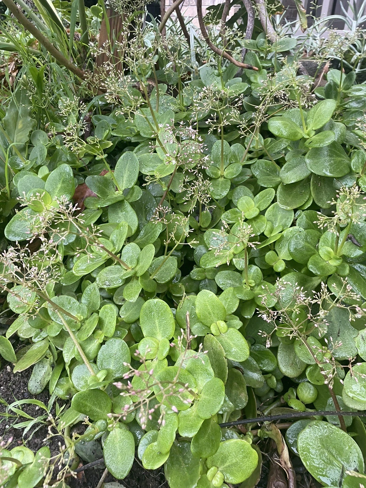 Fairy Crassula Cuttings – 3 Succulent Stems, Minimum 3 Inches, Crassula multicava, Easy to Root, Fairy Garden, Succulent Propagation