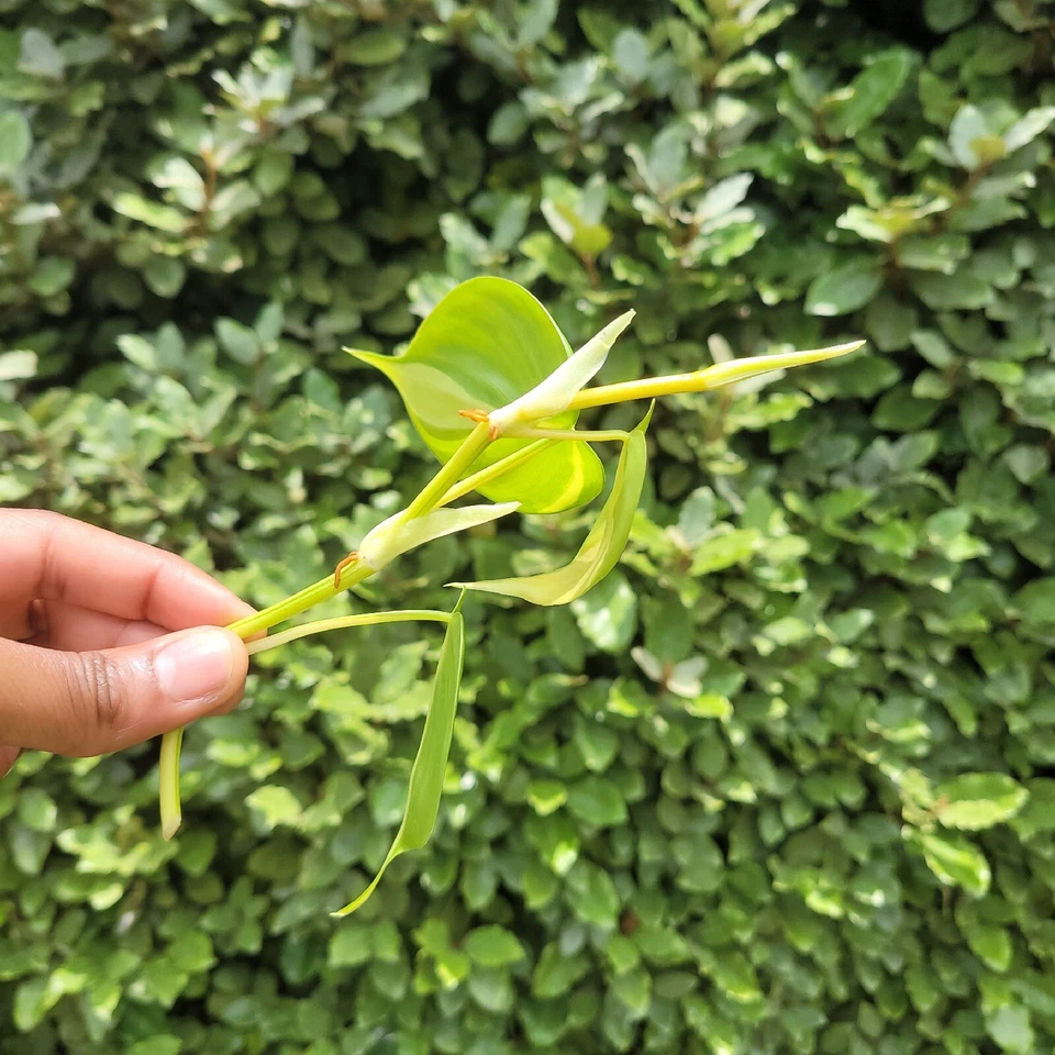 Philodendron Brasil Rooted Cutting – Variegated Heartleaf Vine – Live Indoor Houseplant – Philodendron hederaceum ‘Brasil’