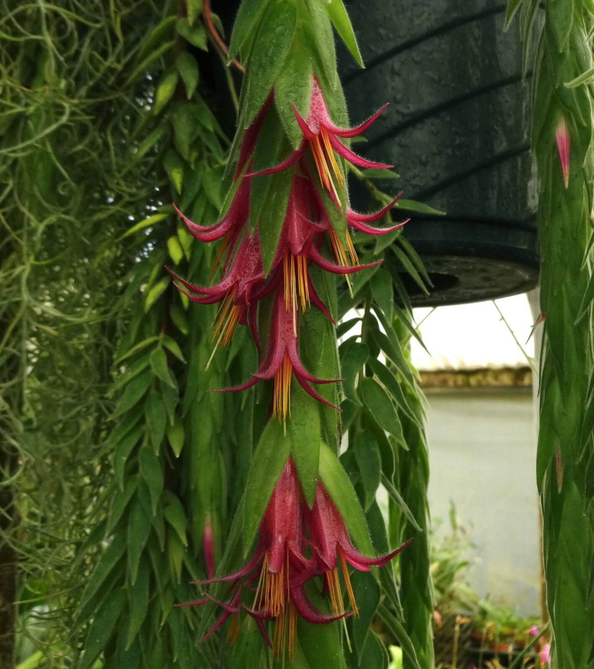 Ceratostema rauhii Live Plant – Neotropical Ornamental Vine for Hanging Baskets & Containers