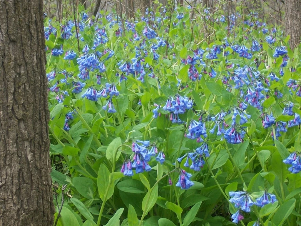 Virginia Bluebells Perennial Plants – 3 Mertensia virginica Shade-Loving Woodland Flowers for Garden
