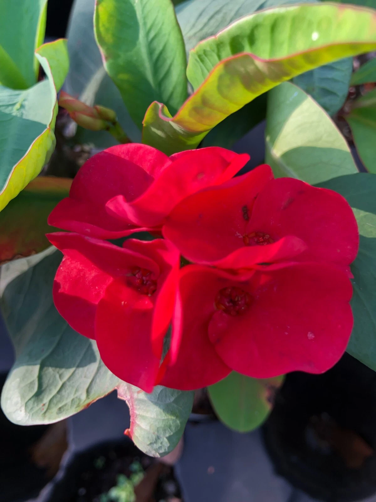 Rooted Crown of Thorns Cutting - Thai Hybrid Red Flower Succulent Euphorbia milii Plant for Garden or Container