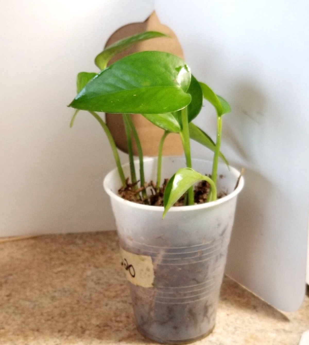 Jade Pothos Small Plant – Rooted in Moss, 4–5 Inch Indoor Houseplant, Fast-Growing Vine, Epipremnum aureum