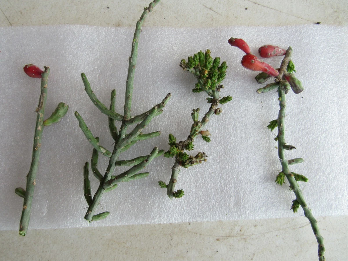 Christmas Cholla Cactus Cuttings – 4 Segments, Cylindropuntia leptocaulis, Desert Cactus for Propagation