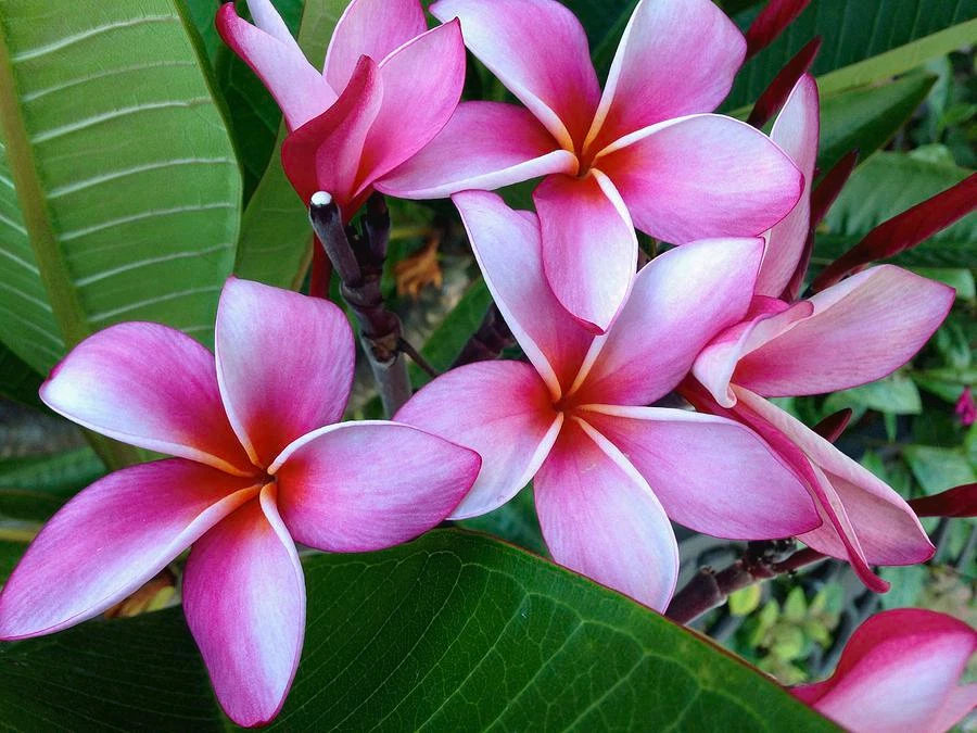 Pink Plumeria Cuttings – 8 Inch Live Unrooted Tropical Flower Tree for Propagation, Frangipani, Plumeria spp.