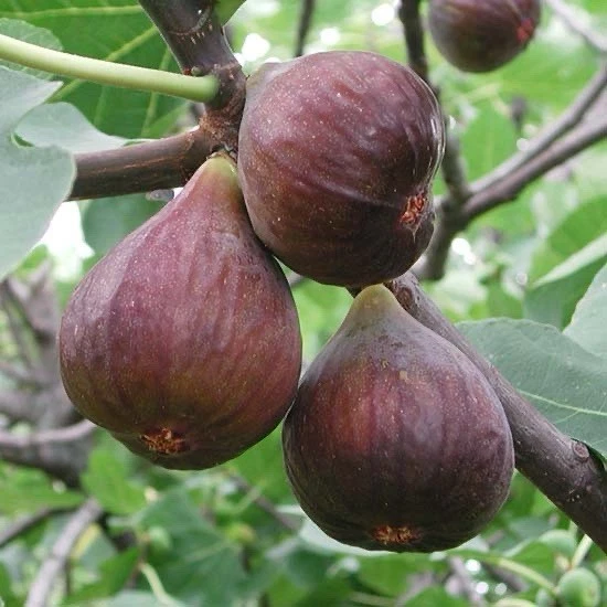 Fig Tree Cutting Live Plant – 10 Inch Ficus carica Unrooted Propagation Planting
