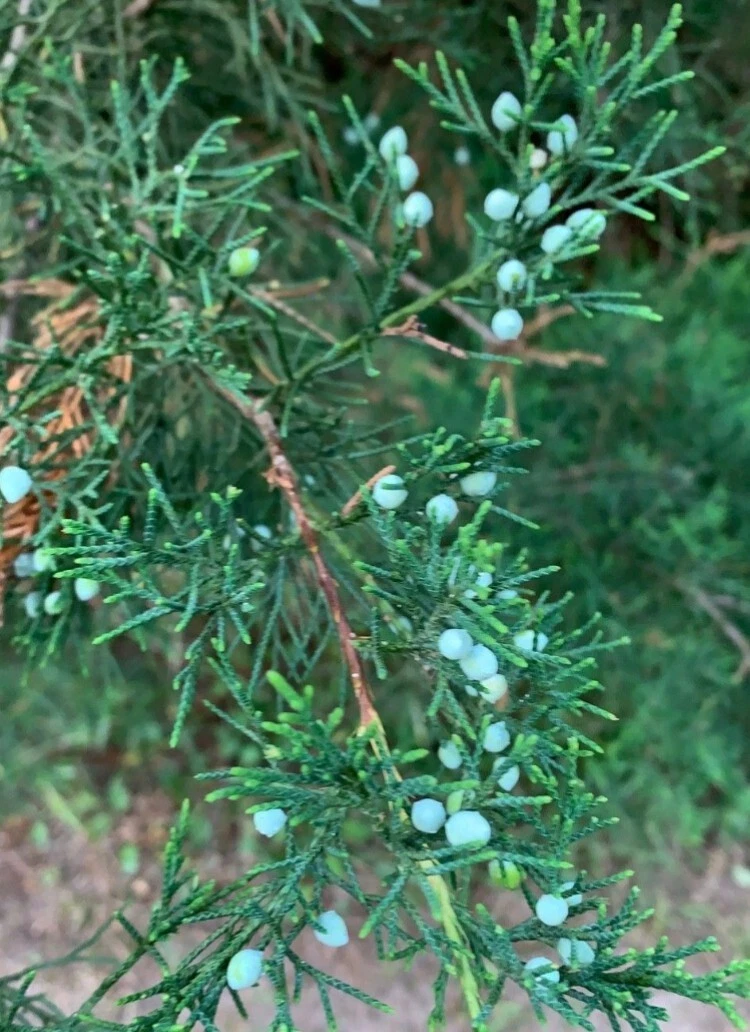 Eastern Red Cedar Cuttings 6-8 Inches for Propagation, Crafts, and Decor | Juniperus virginiana Fresh Unrooted Branches