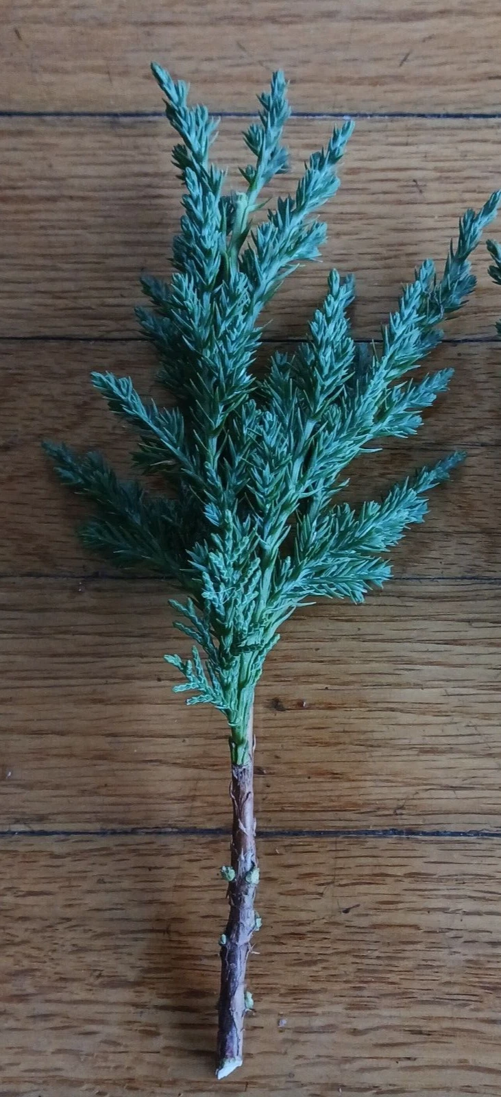 Green Mound Juniper Cuttings – 10 Unrooted 6-8 Inch Evergreen Shrubs for Bonsai Training & Shaping – Juniperus sp.