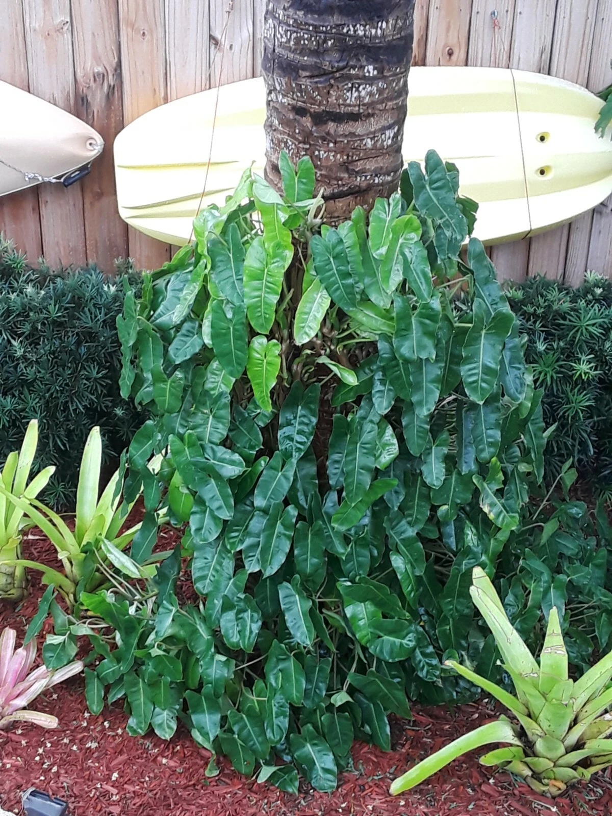 Philodendron Burle Marx Cutting – Tropical Green Aroid Houseplant Stem Clipping for Propagation