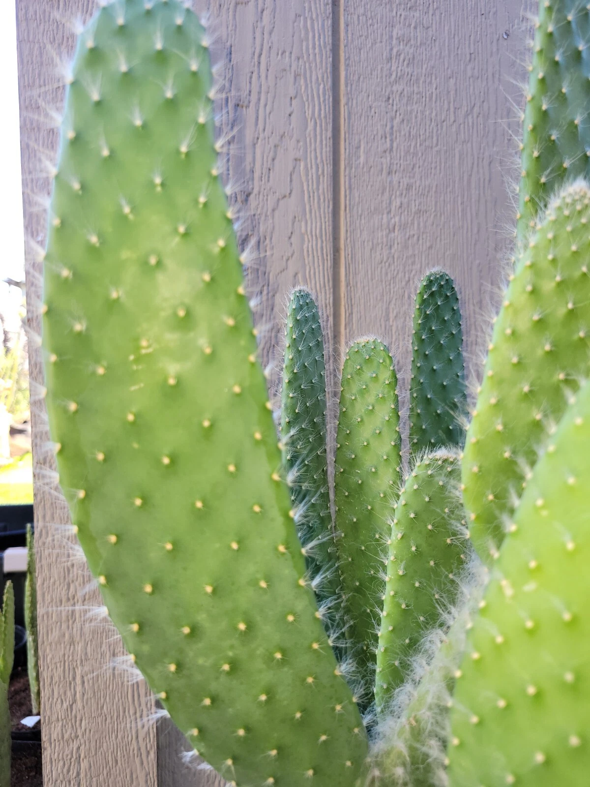 Opuntia Snow White Prickly Pear Cactus Cutting – Unrooted Pad for Desert Gardens & Drought Tolerance