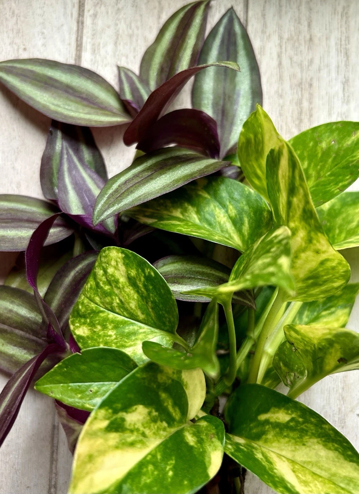 Rooted Houseplant Cuttings Set – Pothos & Tradescantia Zebrina Mix, Indoor Vines, Easy Care, Trailing, Water & Soil Ready