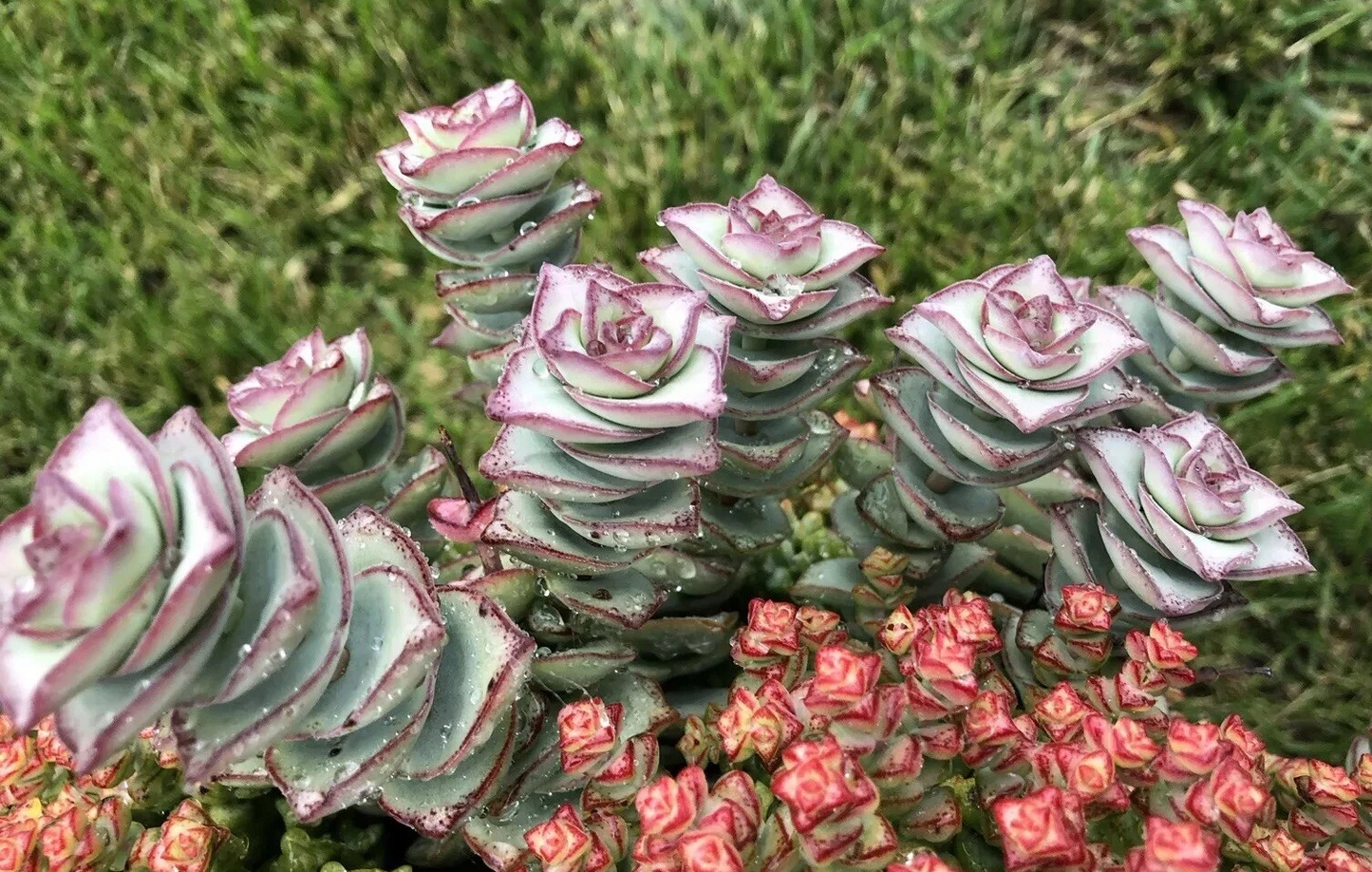 Crassula Perforata 'String of Buttons' Succulent Cuttings – 2 Live 3-4 Inch Stems for Rooting, Easy Indoor or Outdoor Grower