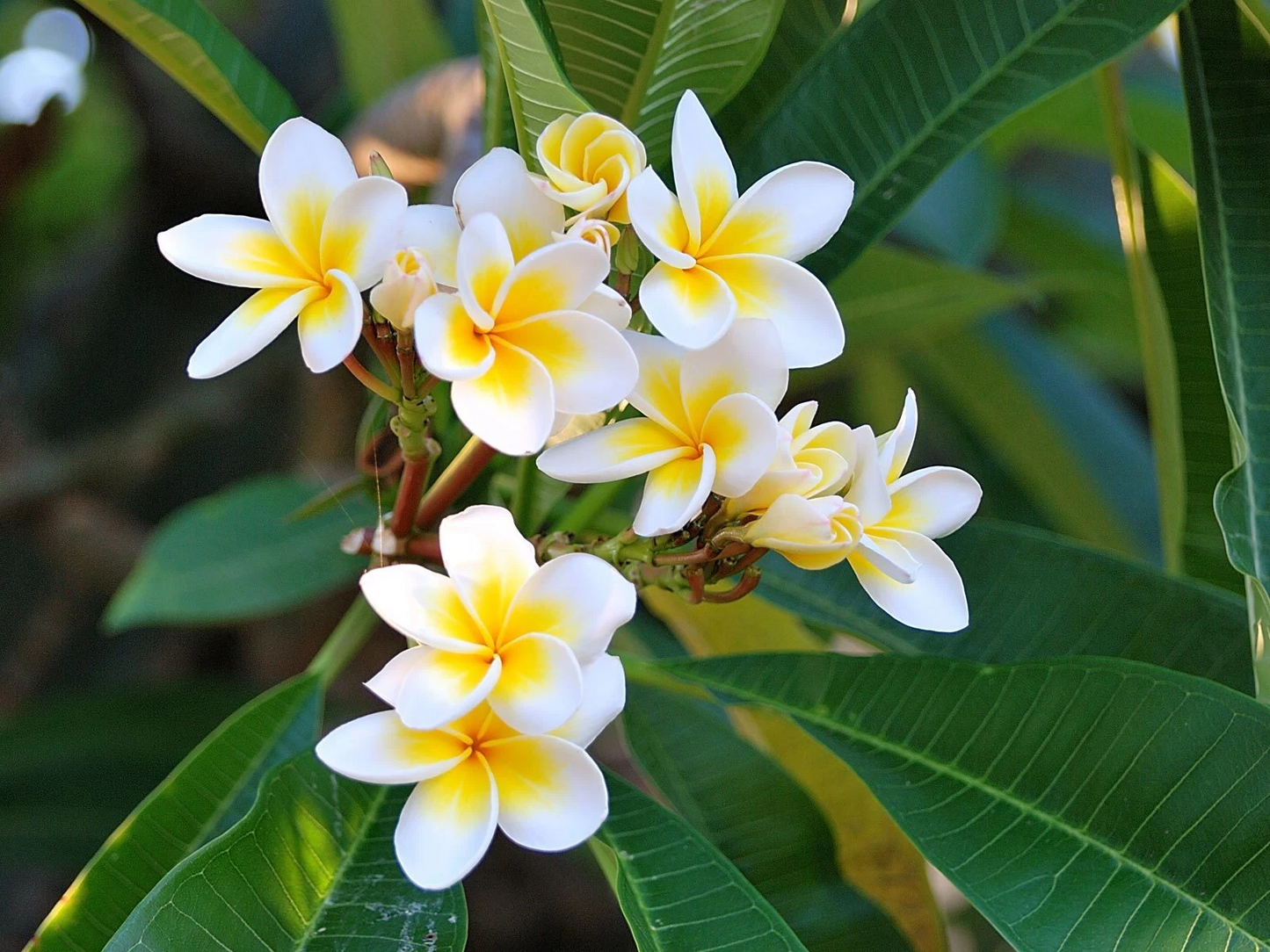 Plumeria Celadine Cutting – 13–15 Inch Unrooted Stem for Propagation, Tropical Frangipani Variety, Yellow Fragrant Blooms