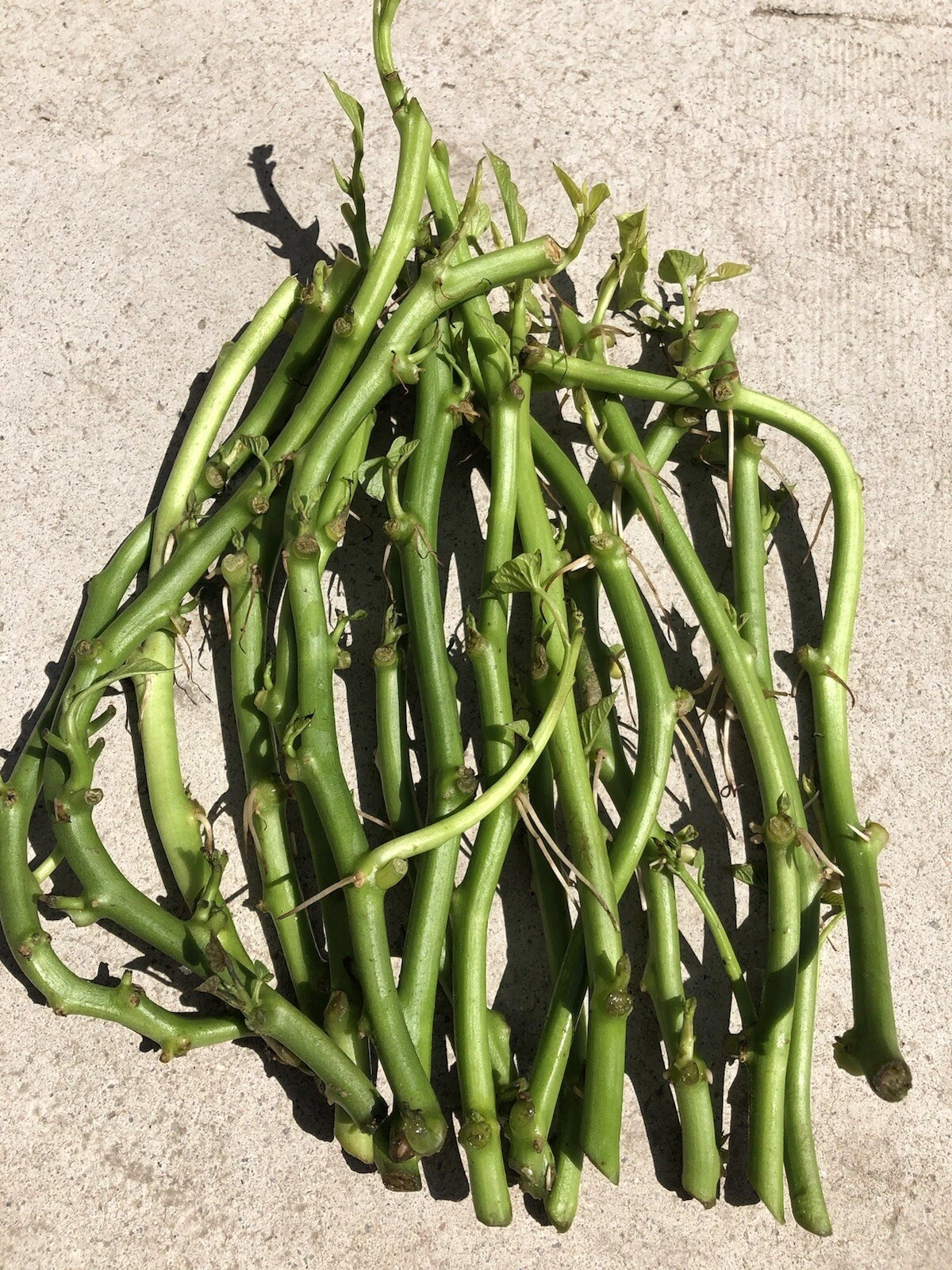 White Sweet Potato Slips – 20 Unrooted Ipomoea batatas Vines for Garden or Container Planting